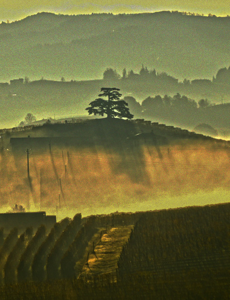 Workshop sulle Langhe con pmstudionews e Fujifilm, paesaggio colline col cedro del Libano