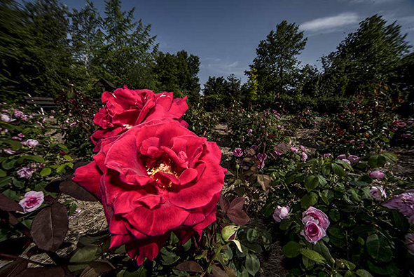 Worksho fotografico a Giardini Visocnte con pmstudionews, flash Profoto e ottiche Sigma.