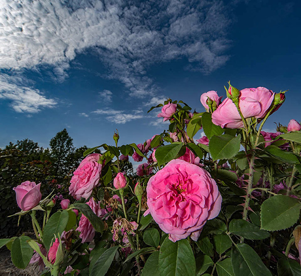 Workshop Fotografico a Giardini Visconte di pmstudionews