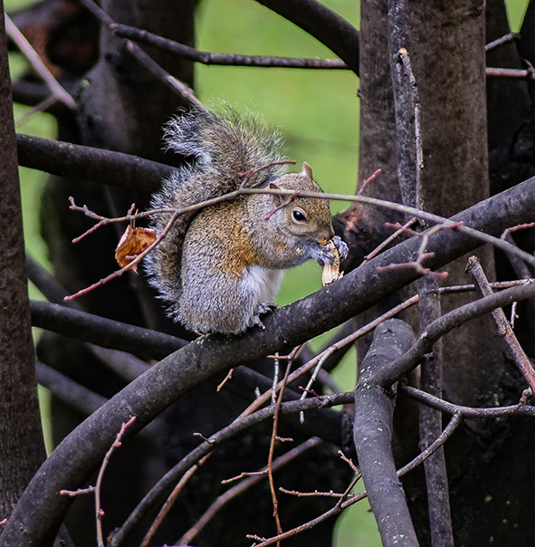 Una foto banale, uno scoiattolo in un giardino, attira molti like. Dal telemetro al sensore digitale poco cambia