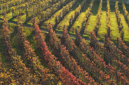 vigna vino