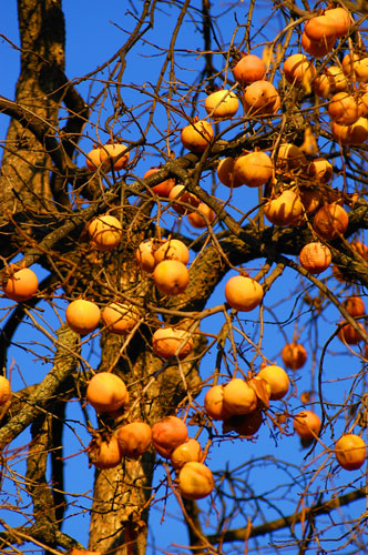 fotografia frutta