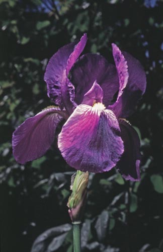 iris foto