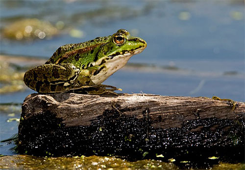 foto naturalistica