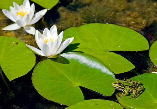 foto naturalistica