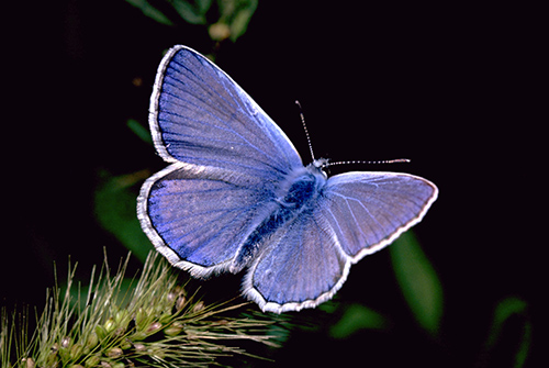 macro fotografia