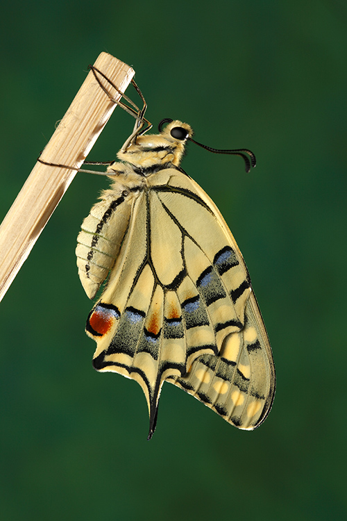 macro fotografia