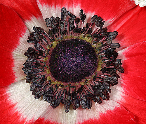 anemone